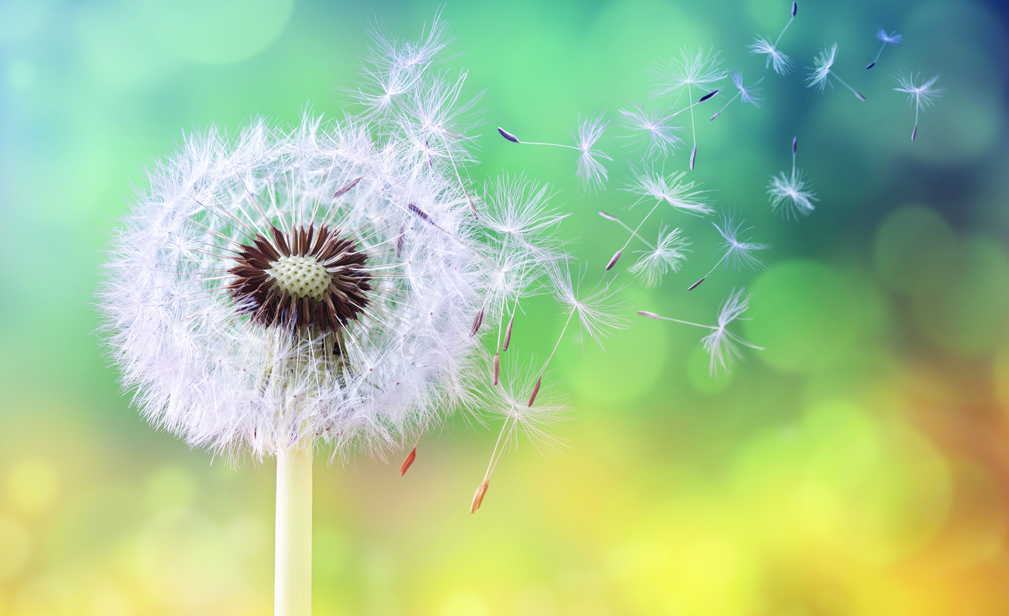 Wish Flower Istock