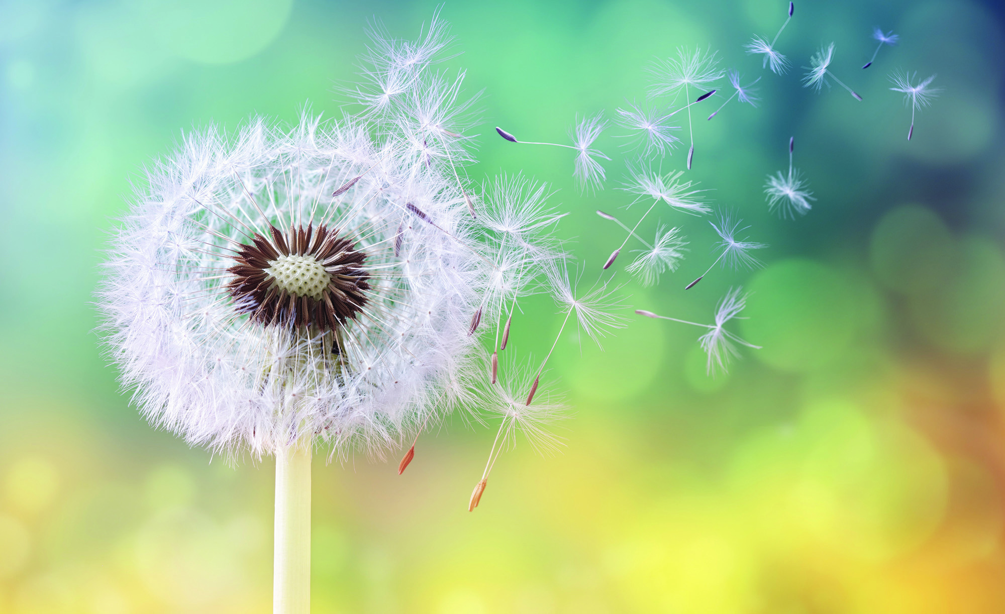 Wish Flower Istock