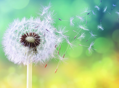 Wish Flower Istock