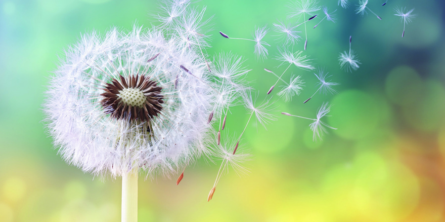 Wish Flower Istock