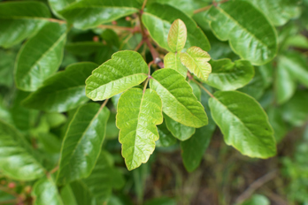 Poison Oak Plant