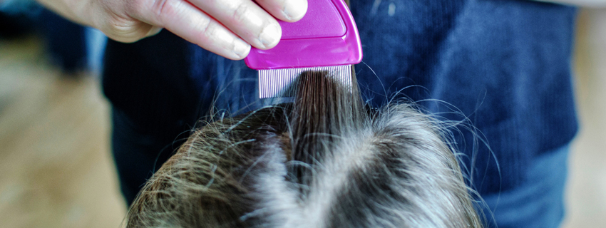 Comb for lice removal in child's hair.