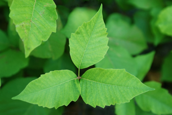 Poison Ivy Plant