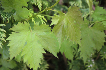 Virginia Creeper Plant
