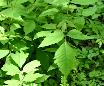 Poison Sumac Plant